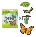 Cykl życia motyla - figurki 